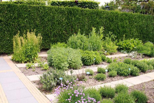 edible herbs garden design with green fence
