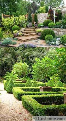 25 and 30 New Topiary Ideas, Great Decorative Plants to 