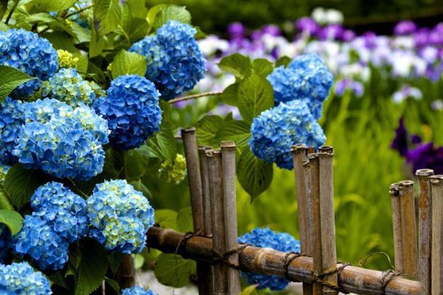 15 Beautiful Backyard Ideas for Hydrangea Shrubs Blending 