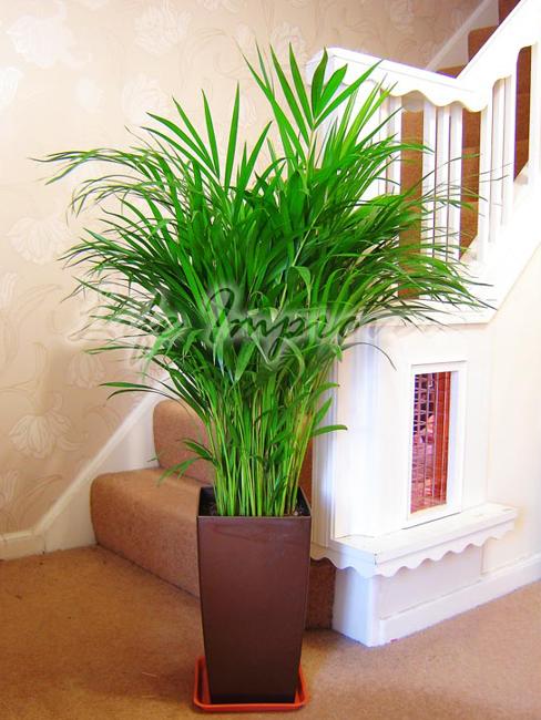 Green Home Decor that Cleans the Air, Top Eco Friendly House Plants