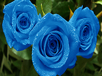 Blue Gift Of Roses And Personal Notes On Petals,Elegant Modern Contemporary Exterior House Paint Colors