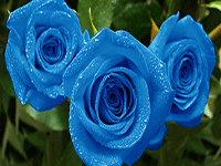 blue roses