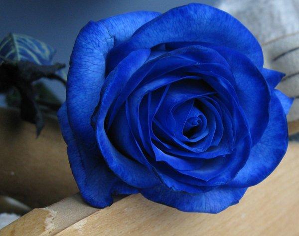 Blue Gift of Roses and Personal Notes on Petals