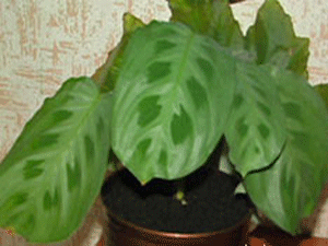 green leaves maranta plant