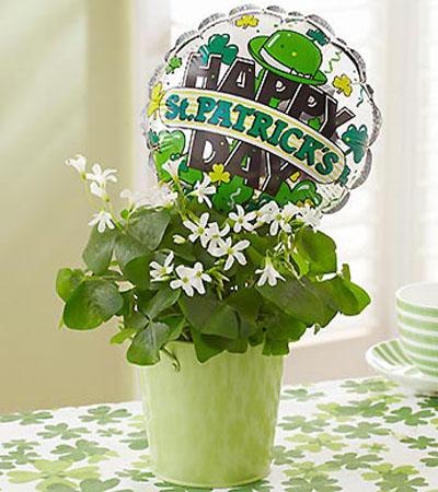 table centerpiece and gift idea with shamrock plant