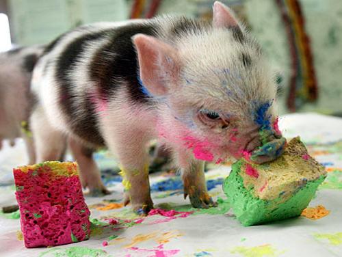 miniature pigs eating food