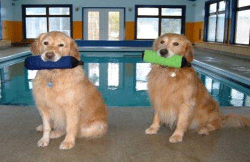 dog boarding facility with indoor poolng sitting