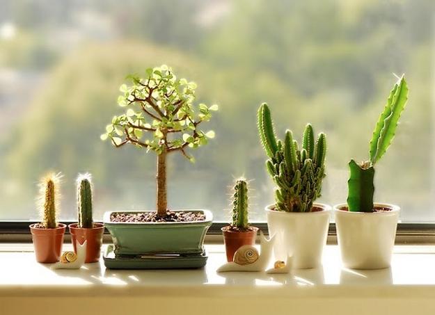 Cactus Plants And Feng Shui Decorating