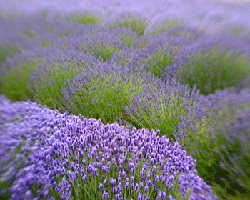 lavender field, purple color inspirations for modern interior decorating