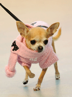 clothing clothes dog small chihuahua trendy designer