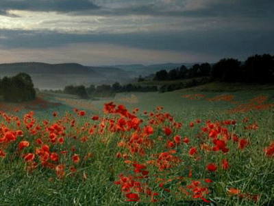 war peace fields poppies battle battles killed