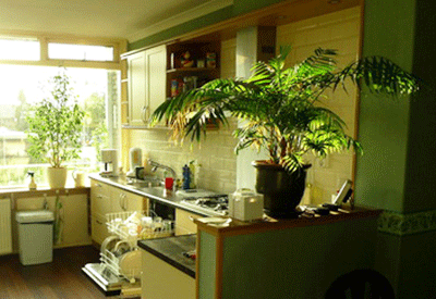 How To Decorate Kitchen With Green Indoor Plants And Save Money