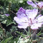 purple flowers for table decoration