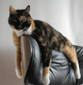 cats brown black cat sleeping office chair