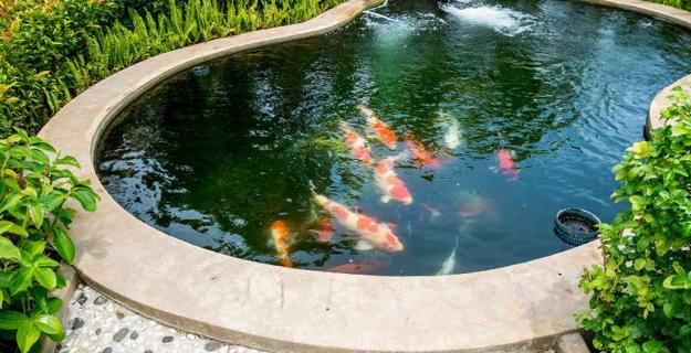 garden design fish pond