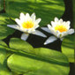 garden design feng shui plants landscaping ideas