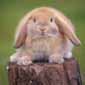 rabbit on log logs wood furniture design ideas