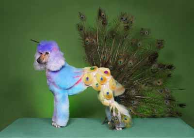 peacock dogs grooming design for a poodle