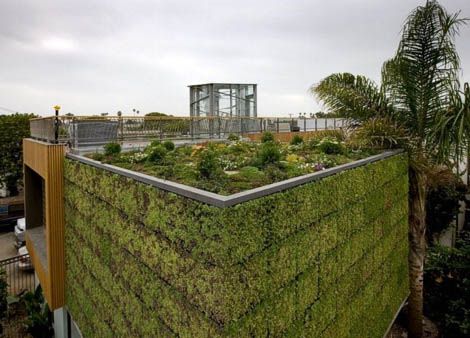 rooftop garden to grow vegetables and herbs