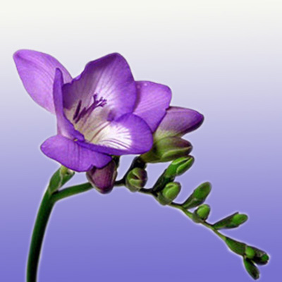 purple freesia flowers for table centerpieces