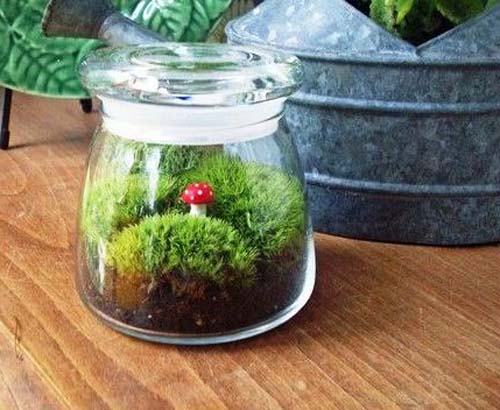 plant terrarium in small glass jar