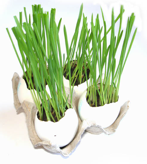 growing grass in egg shells