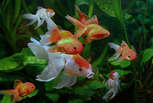 feng shui homes with koi fish and aquarium