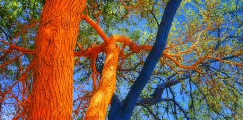 orange and blue paint for decorating trees