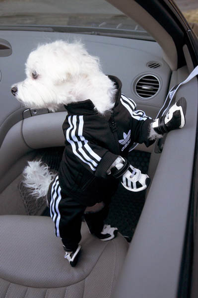 Adidas Sportswear and Sneakers for Dogs, Ideas