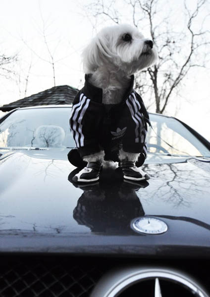 Adidas Sportswear and Sneakers for Small Dogs Fun Pet Design Ideas
