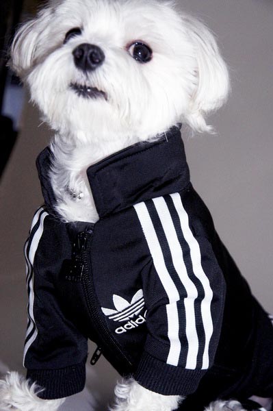 adidas jacket dog