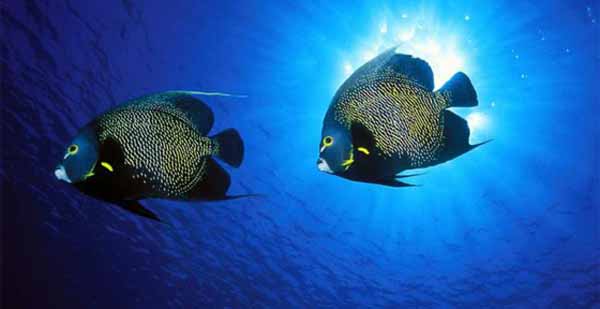 tropical fish in blue water