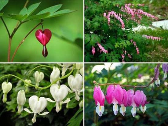 heart shaped plants for mothers day gifts