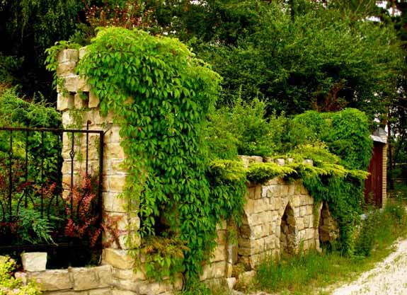 20 Green Fence Designs, Plants to Beautify Garden Design