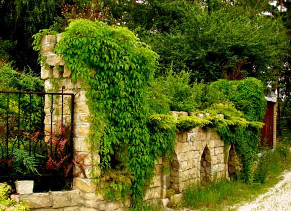 20 Green Fence Designs, Plants to Beautify Garden Design ...