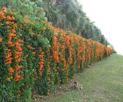20 Green Fence Designs, Plants to Beautify Garden Design and Yard