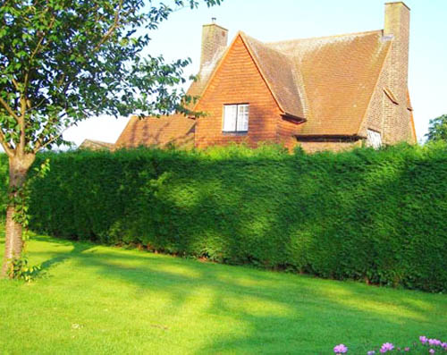 green fence hedge climbing plants 20