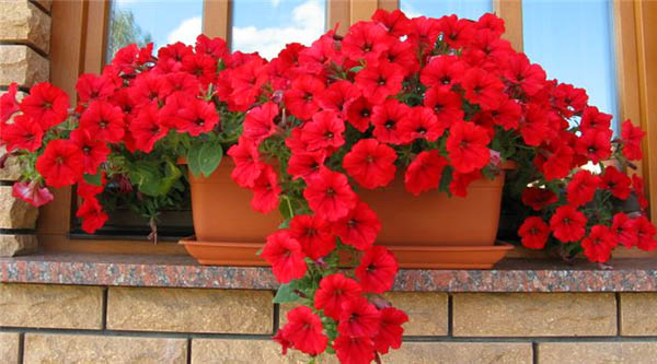red flowers for exterior window decorating