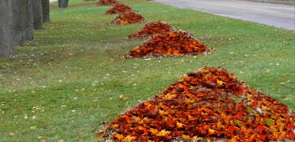 fall leaves piles on green grass