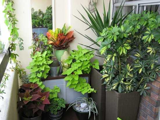 15 Gorgeous Phyto Design Ideas and Indoor Plants  for 