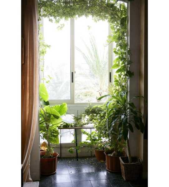 15 Gorgeous Phyto Design  Ideas and Indoor Plants  for 