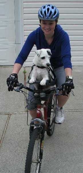 contemporary design of bike seat for pet