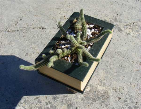 house plants in planters made of books