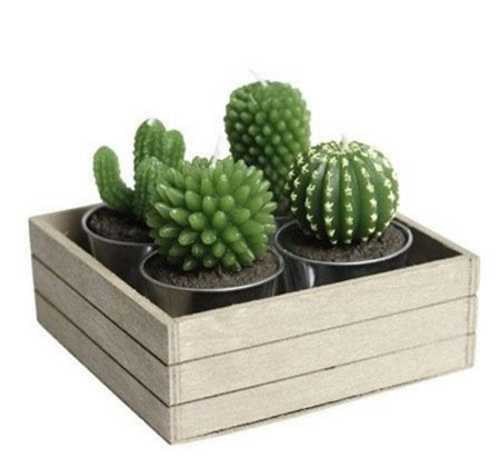 cacti candle set