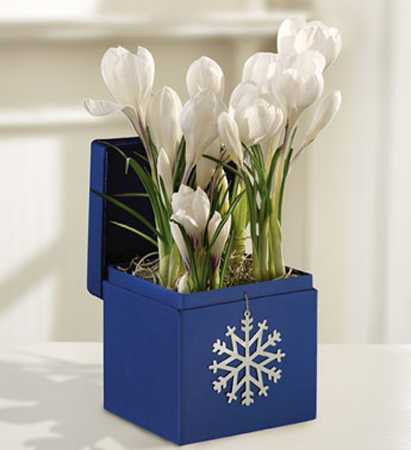 white flowers in blue bos decorated with snowflake