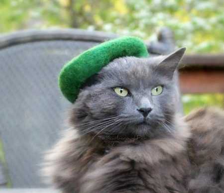 cat in green hat