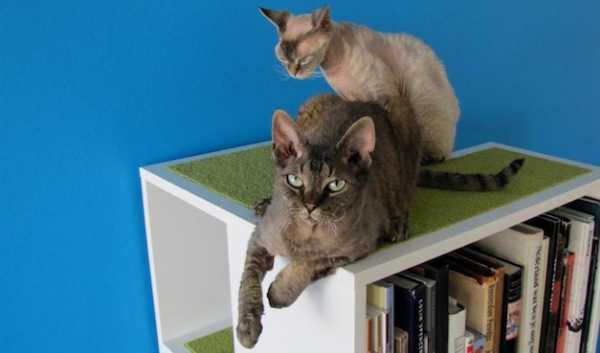 carpeted top shelf for cat bed