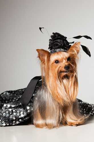 black dog dress and hat with feathers