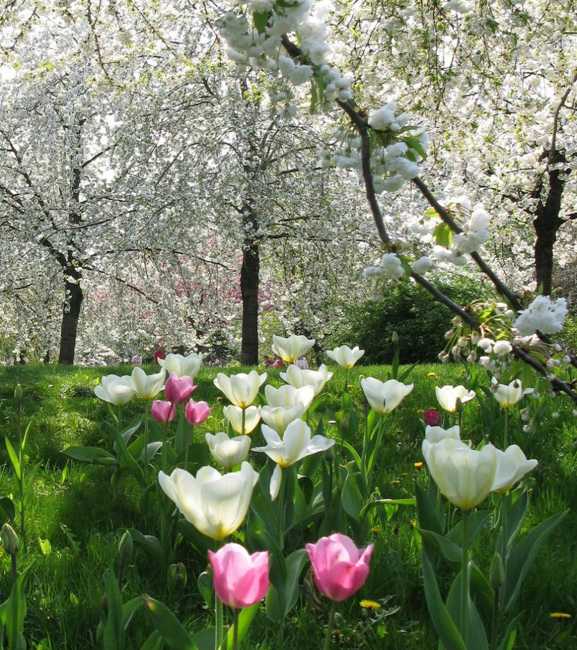 blooming trees and spring flowers