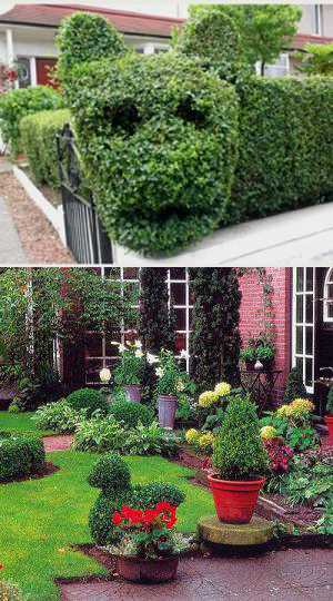 Pretty Up Your Backyard Designs with Topiary Art Adding 